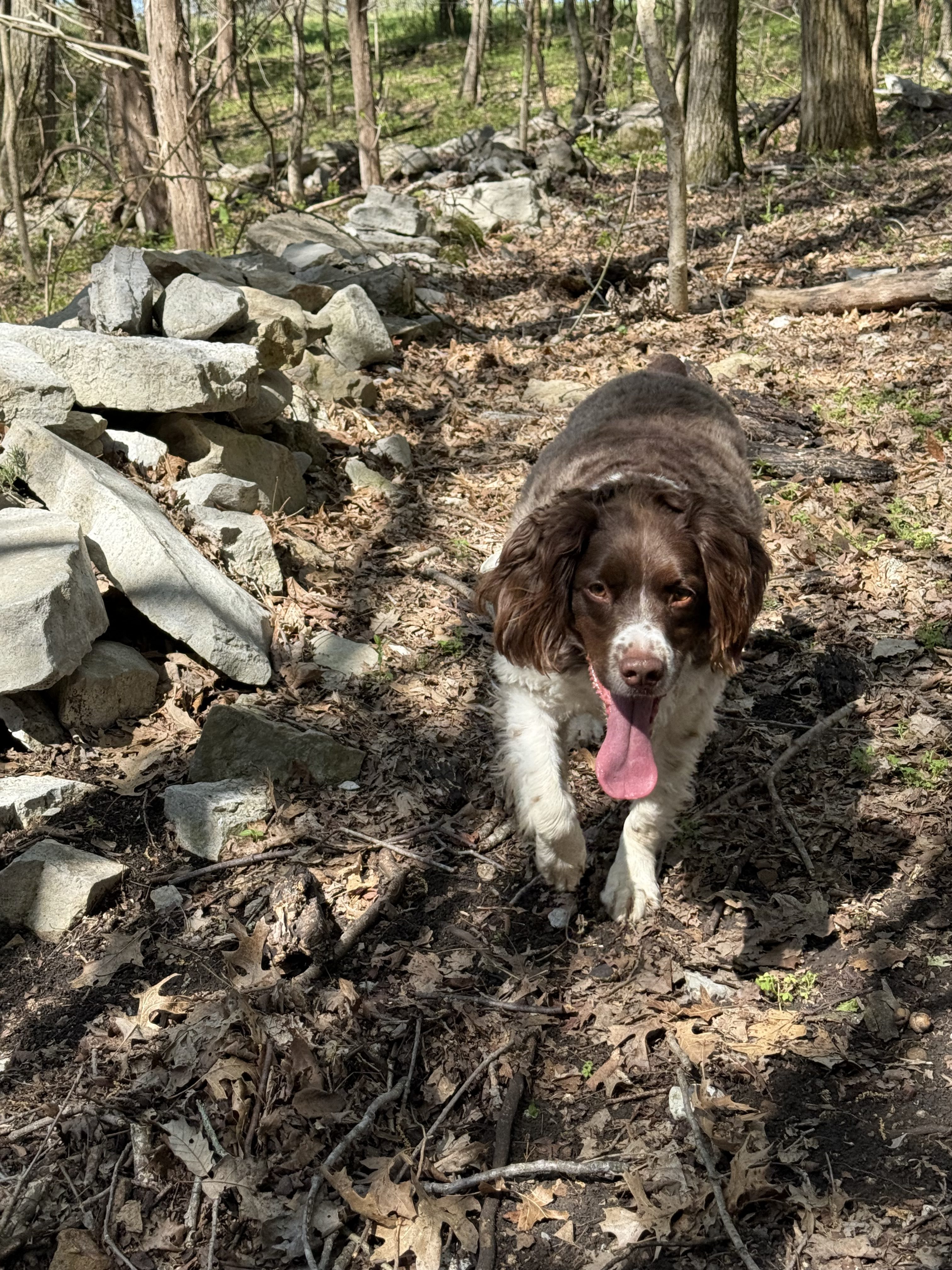 Hiking Bledsoe Creek State Park: A Dog’s-Eye View with Gunny